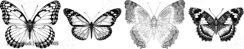 A detailed sergeant butterfly with striped wings in a monochrome coloring book style features sharp black ink outlines against a solid white background, showcasing clear boundaries and symmetrical