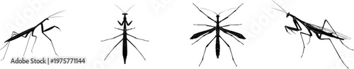 A minimalist stick insect illustration in a flat vector style, characterized by its slender form and stark black silhouette against a pure white background
