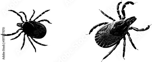 A detailed tick adult profile in stark black silhouette, isolated on a pure white background with crisp high-contrast edges, perfectly suited for auto-tracing tasks