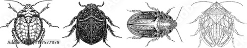 A detailed trilobite beetle with prehistoric scales is depicted in a monochrome coloring book style, featuring sharp black ink outlines on a solid white background, showcasing clear boundaries and