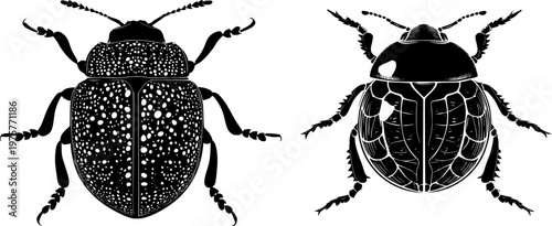 A detailed tortoise beetle with a round shell, stark black silhouette, flat vector style, isolated on pure white background, crisp high contrast edges, minimalist stencil design, ready for tracing