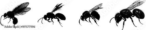 A detailed velvet ant wingless wasp profile in stark black silhouette against a pure white background showcases crisp high contrast edges and minimalist stencil design, perfect for auto tracing