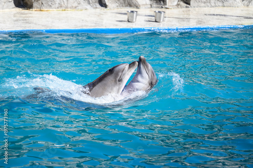 Two playful dolphin interacting 