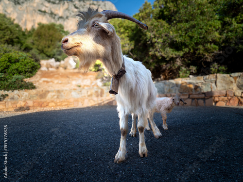 White goat with bell and kid on road in Baunei
