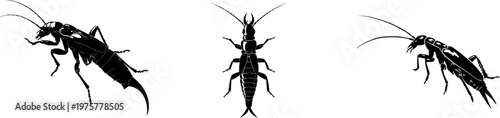 A detailed black-and-white illustration of an earwig with prominent sharp curved rear pincers, isolated on a pure white background, showcasing crisp high contrast edges and minimalist stencil design