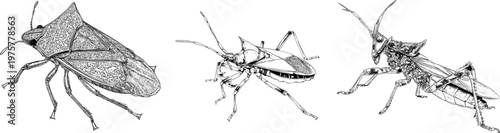 This intricately designed bug features elegant raptorial front legs with a sharp black ink outline against a solid white background, rendered in monochrome coloring book style with clear boundaries
