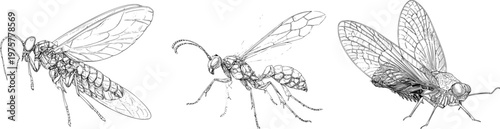 An elegant backswimmer in dynamic pose is depicted with sharp black ink outline against a solid white background, showcasing monochrome coloring book style clarity and detailed line art