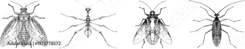 A detailed illustration of an elegant backswimmer aquatic bug features sharp black ink outlines against a solid white background, showcasing intricate monochrome coloring in a flat 2D graphic style