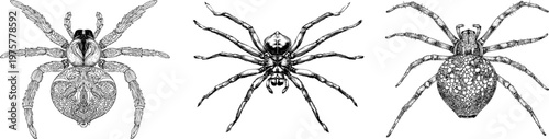 This exquisite spider illustration features a symmetrical design with a solid white background, monochrome coloring book style, clear boundaries, flat 2D graphic, and highly detailed nature-inspired