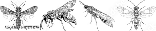 This intricately designed insect showcases an elegant cuckoo wasp with a meticulously detailed monochrome coloring book style, featuring sharp black ink outlines against a solid white background