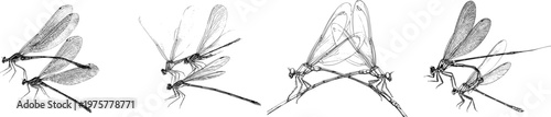 A striking illustration of a damselfly pair in elegant tandem flight, featuring sharp black ink outlines against a solid white background, exuding a monochrome coloring book style with clear