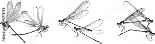 This exquisite illustration captures the elegant tandem flight profile of two damselflies, rendered in a monochrome coloring book style with sharp black outlines against a solid white background,