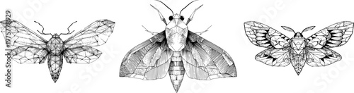 An elegant moth adorned with symmetrical geometric patterns, outlined in sharp black ink against a solid white background, embodies the monochrome coloring book style of clear boundaries and flat 2D
