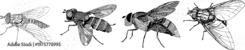 A delicate horsefly rests gracefully on a pristine white surface, its intricate details captured in a monochrome, high-resolution illustration that emphasizes the elegant profile of this insect