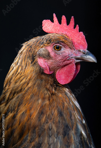 Close-up portrait of a brown chicken on a black background