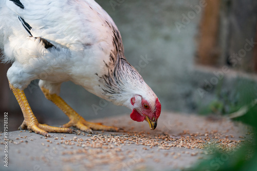 White chicken pecking grain from a concrete surface