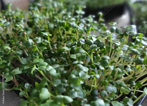 Konstfotografi Fresh microgreens growing in tray, healthy food and urban farming concept