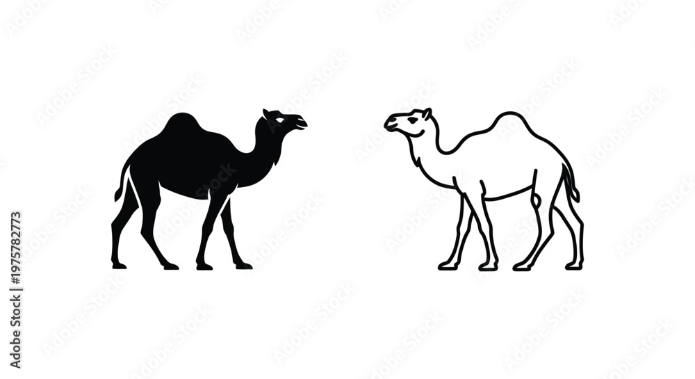 Fototapeta premium Camel Types Dromedary vs Bactrian Comparison Guide Vector