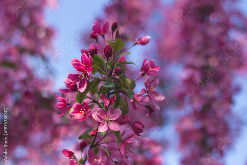 Dense clusters of vibrant pink apple blossoms against a clear sky