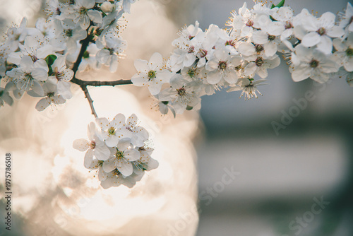 Ethereal white blossoms captured in soft, glowing spring light