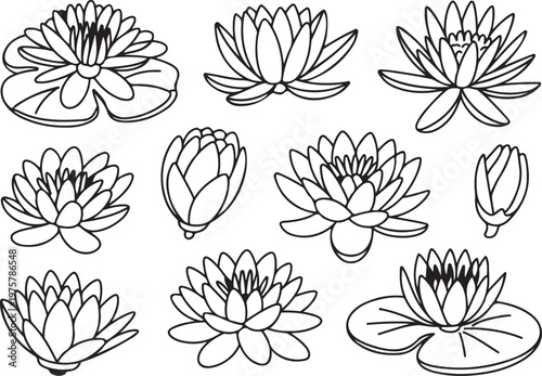 Water Lily and Lotus Flower