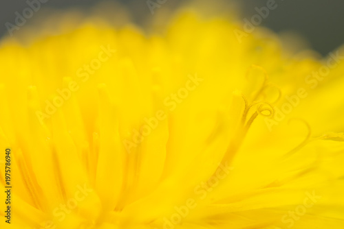 Extreme Macro of Yellow Dandelion Petals with Soft Focus