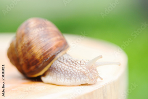 Large Grape Snail Crawling on a Wooden Stump in the Garden