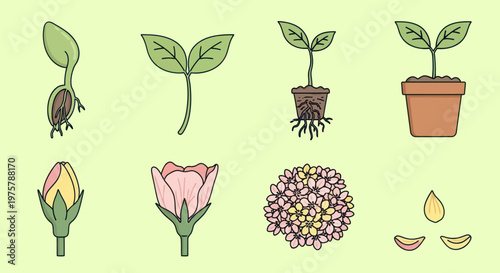 Various stages of plant growth cycle.