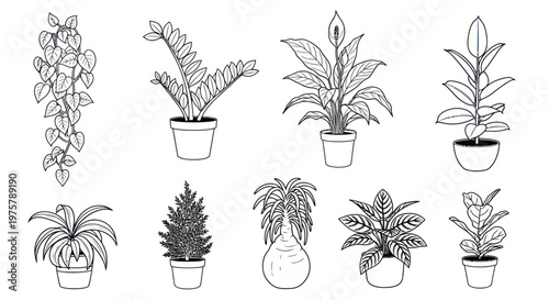 Variety of potted house plants collection.