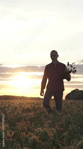 close-up of a farmer's hand checking soybeans in a field