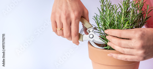 Rosemary in terracotta pot with hands cutting branch using scissors on white background, fresh herbs gardening and cooking concept with copy space