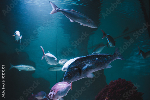 View of silvery fish glide through the blue-green waters, a coral reef adding a splash of red to the aquatic scene, , Pula, Istria County, Croatia.