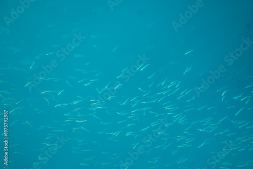 View of shimmering silver fish darting through the cerulean depths, creating a mesmerizing ballet of life beneath the waves, Pula, Istria County, Croatia.