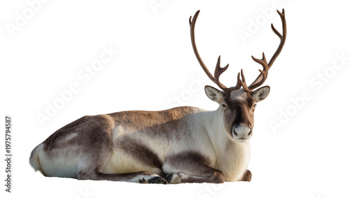 Reclining male reindeer with antlers and brown fur coat