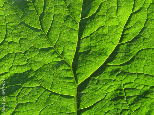 Obraz na plátně Blatt des Wilden Rhabarbers, Petasites hybridus, im Gegenlicht