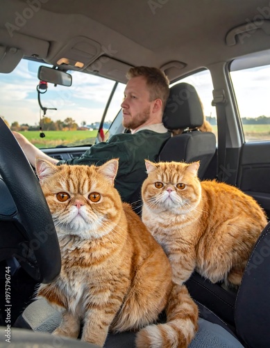A man drives a car with two orange cats sitting in the driver's and passenger's seats