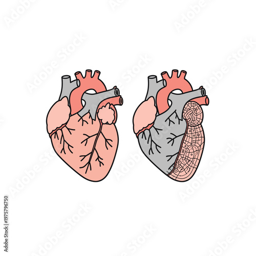Vector featuring two stylized human hearts with anatomical features and shading