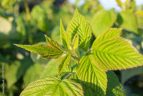 Photography A close-up of vibrant green raspberry leaves basking in natural sunlight