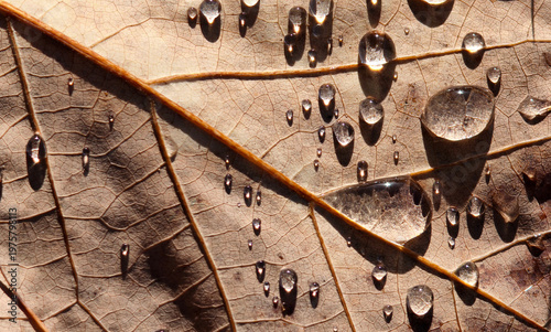 colorful fallen autumn leaf of tulip poplar tree with rain drops close up