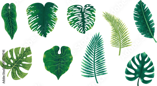 Tropical leaves set for eco branding and packaging design, monstera and palm botanical vector collection illustration