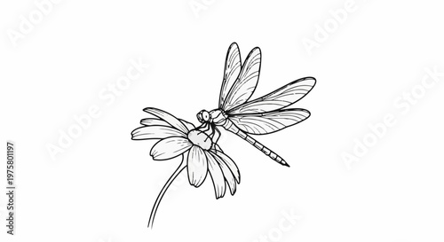 Delicate line drawing of a dragonfly perched on a white flower