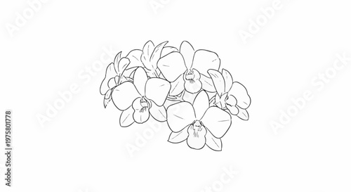 Artistic sketch of a cluster of delicate orchid flowers
