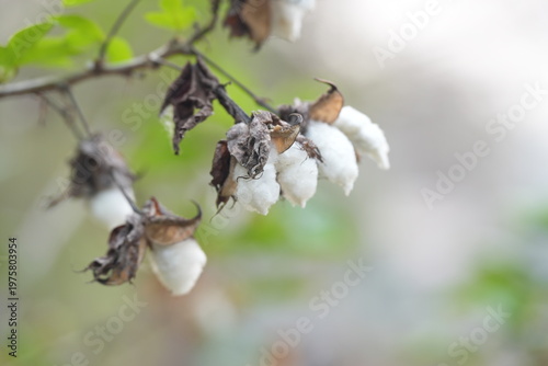 White cotton bolls on a branch with dried leaves, showing natural harvest in a garden