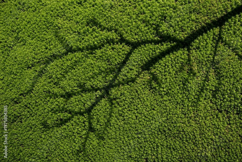 Textured moss and bare branch shadows with edge to edge clarity