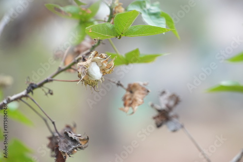 White cotton bolls on a branch with dried leaves, showing natural harvest in a garden