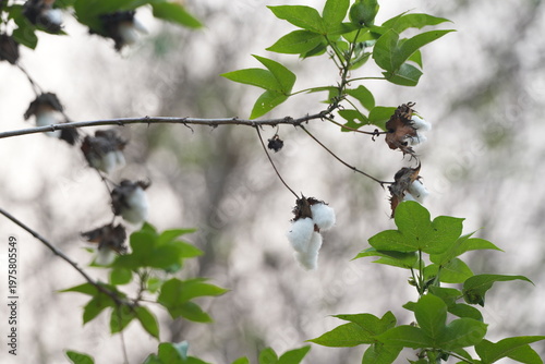 White cotton bolls on a branch with dried leaves, showing natural harvest in a garden