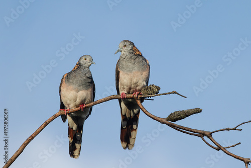 Two beautiful bar-shouldered doves look at each other as they perch on a branch against a blue sky background at Burrill Lake in New South Wales, Australia.