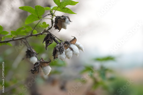 White cotton bolls on a branch with dried leaves, showing natural harvest in a garden