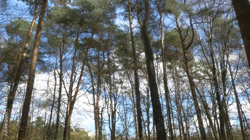 Point of view shot of a dirt path winding through a dense pine forest with sunlight filtering through the tall evergreen trees on a clear spring day.