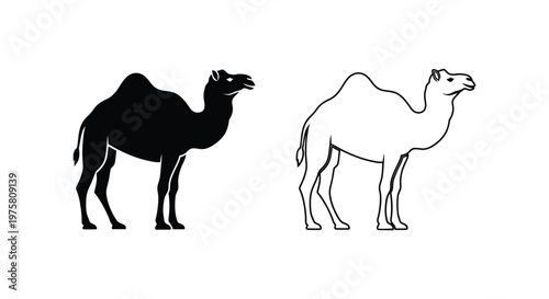 Camel Types Comparison Dromedary vs Bactrian Vector